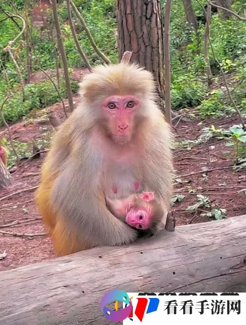 “monkey