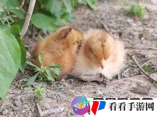 “梦游鸡界