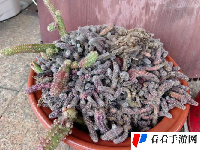 他的舌头探进蜜源毛毛虫说说视频