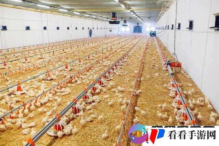 超级肉禽系统体验