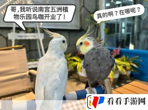 养鸟大亨