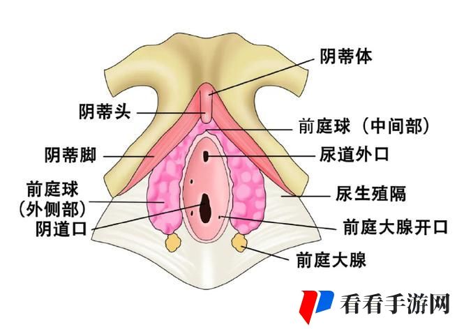 大荫蒂BBBBBB大荫蒂