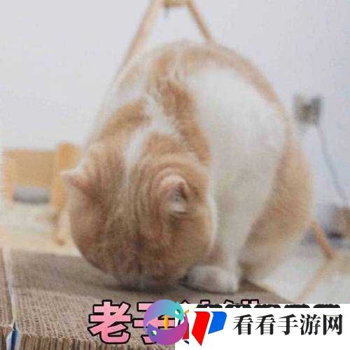 主人我错了