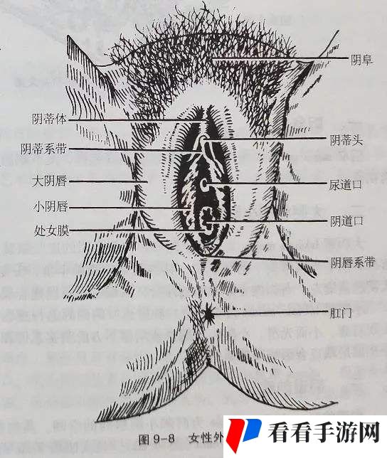 大荫蒂BBBBBB大荫蒂