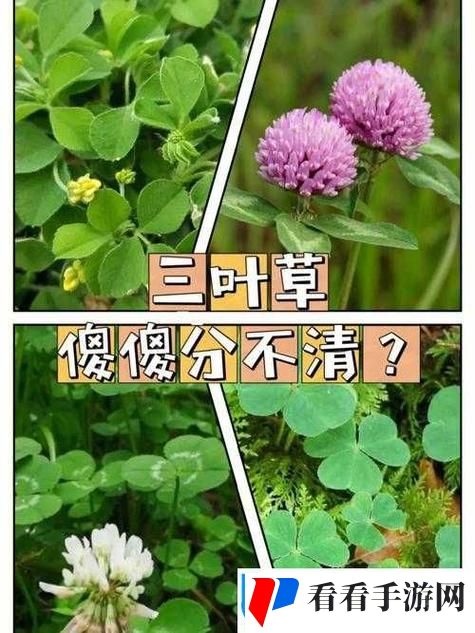 成品入与精品入四叶草的区别是什么