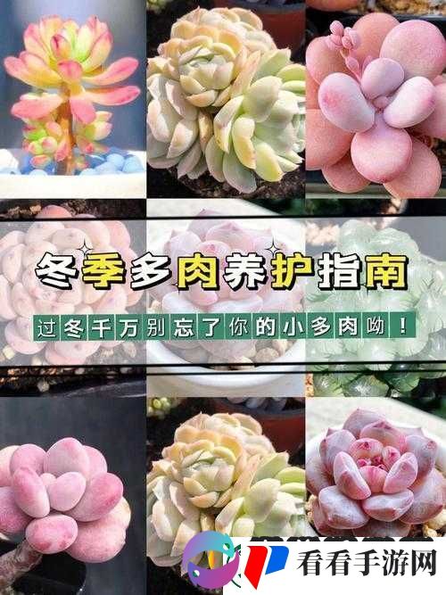 皇家共享小公主多肉怎么养