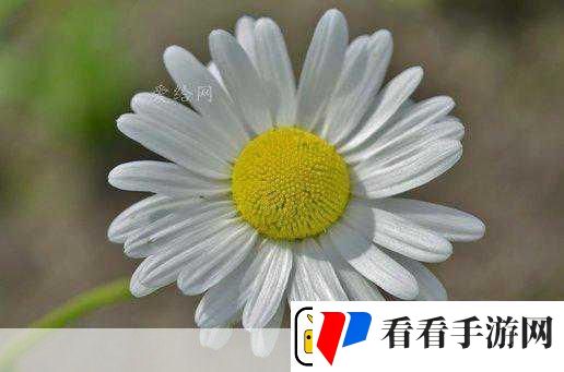 Flower花下载探索自然奇趣享受休闲时光的不二之选