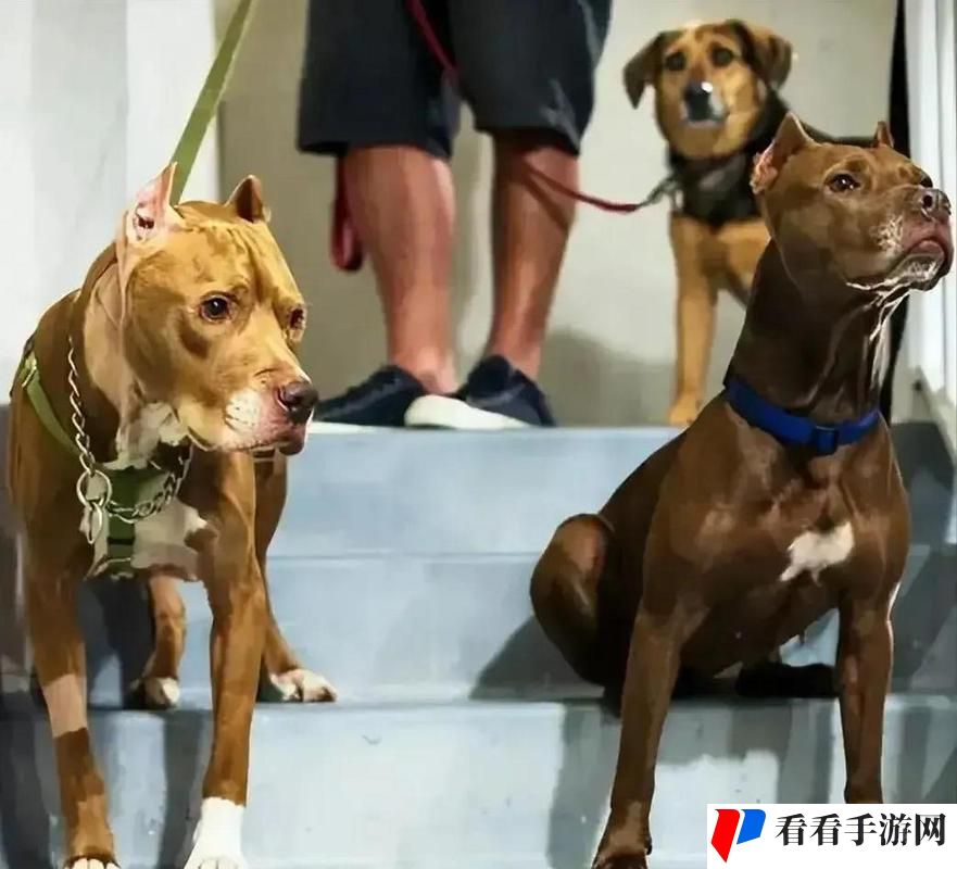 人狗大战2高清正版免费