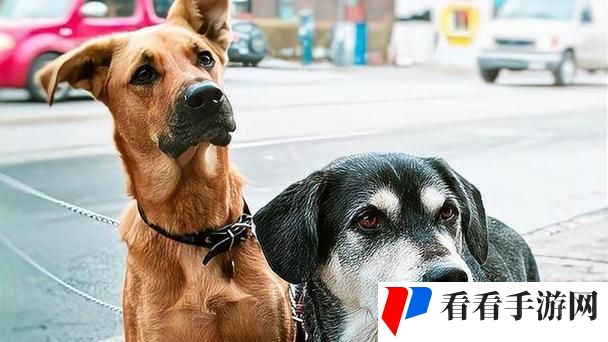 人狗大战2高清正版免费观看