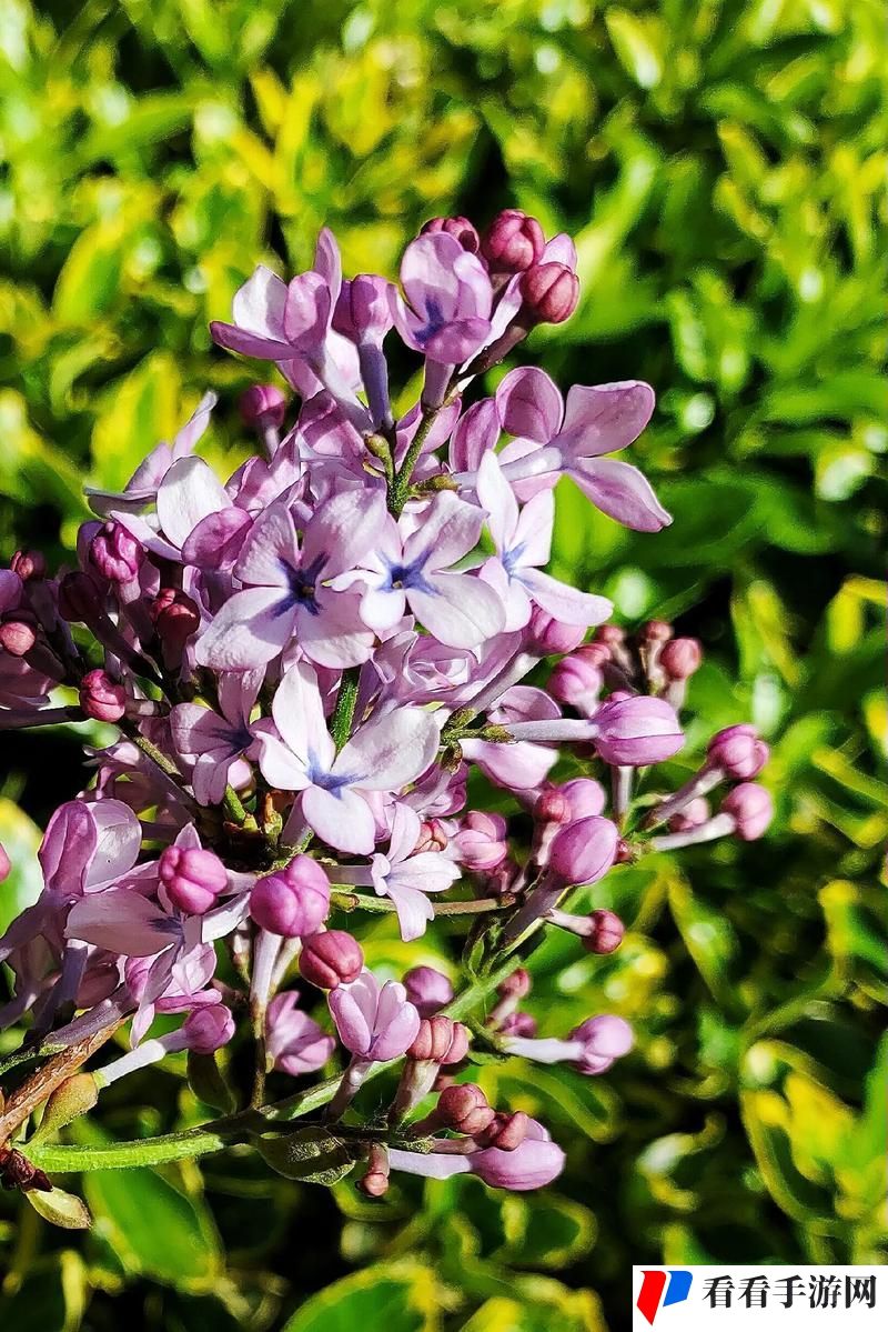 丁香花免费高清完整在线观看