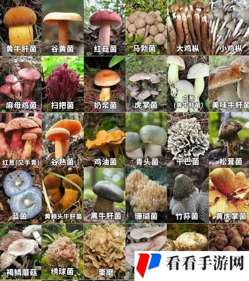 成人蘑菇国产免费产品